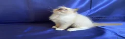 Ragdoll gatti in vendita: Gattina ragdoll con pedigree - Annuncio 4