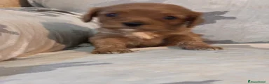 Cavapoo 2