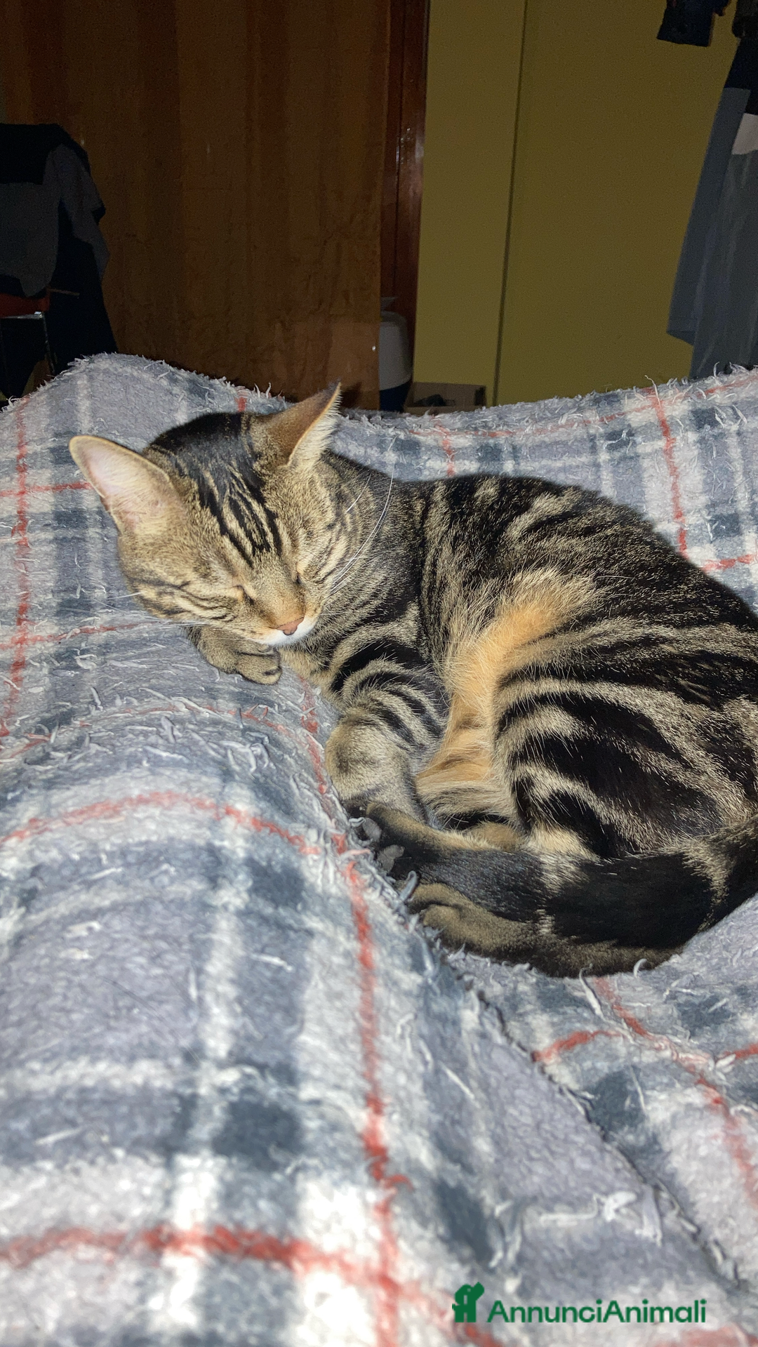 Europeo gatti in regalo: Gatto maschio adulto (sterilizzato) - Annuncio 9