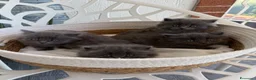 Siberiano gatti in vendita: Gattini siberiani - Annuncio 10