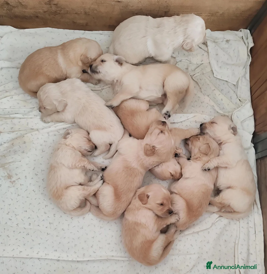 Golden Retriever cani in vendita: GOLDEN CON PEDIGREE ENCI - Annuncio 2