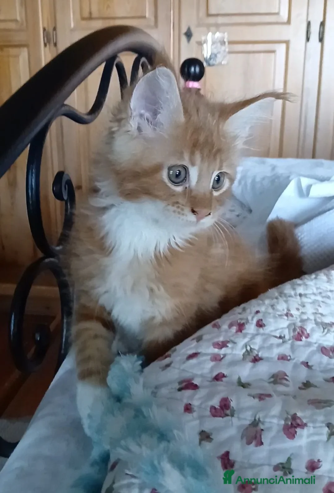 Maine Coon gatti in vendita: Cuccioli Maine Coon genitori visibili - Annuncio 7