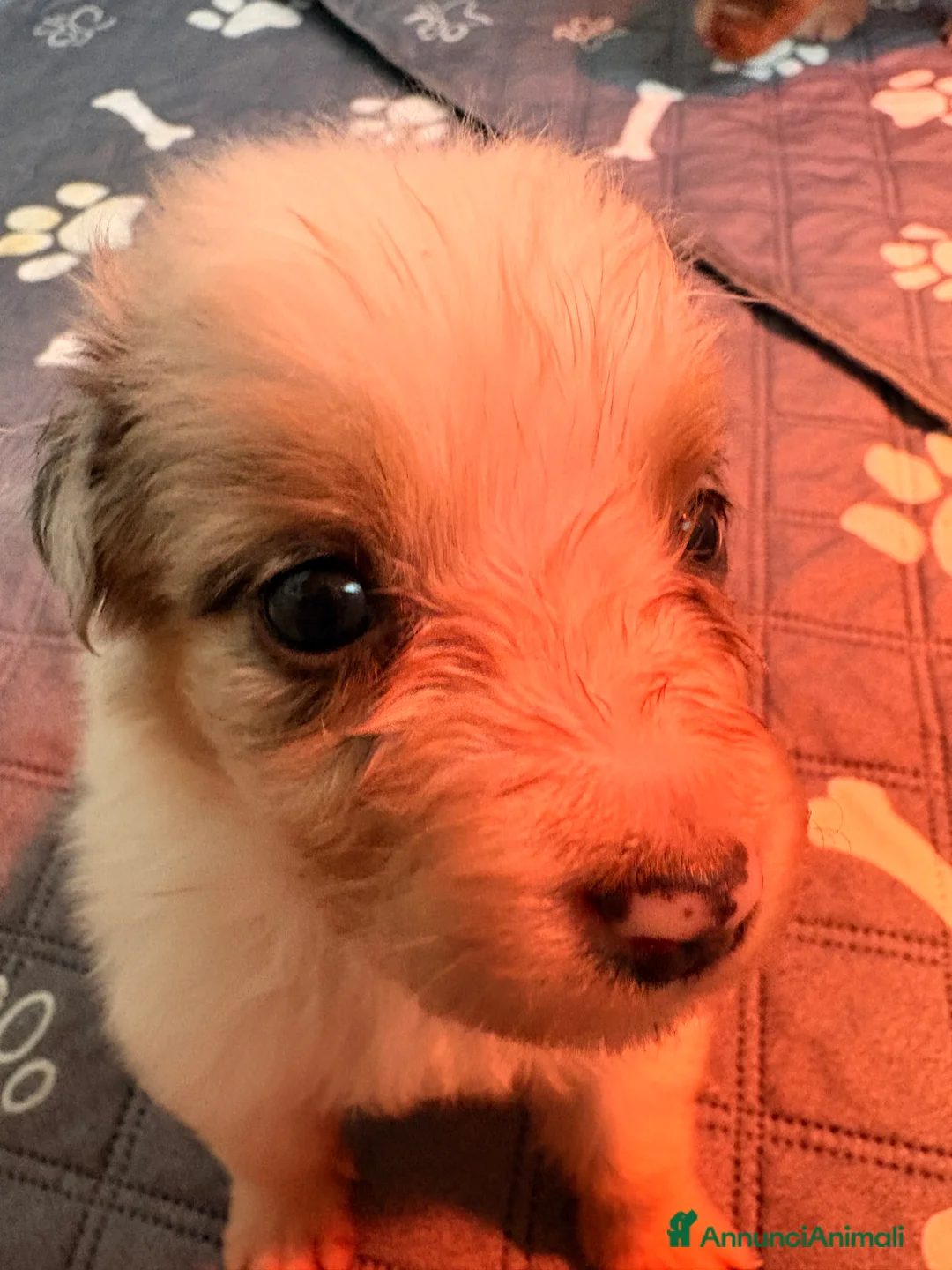 Australian Shepherd cani in vendita: Pastore australiano con pedigree - Annuncio 5