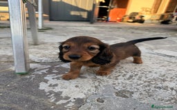 Bassotto cani in vendita: cuccioli di bassotto tedesco pelo lungo a Provincia di Modena - Immagine 12
