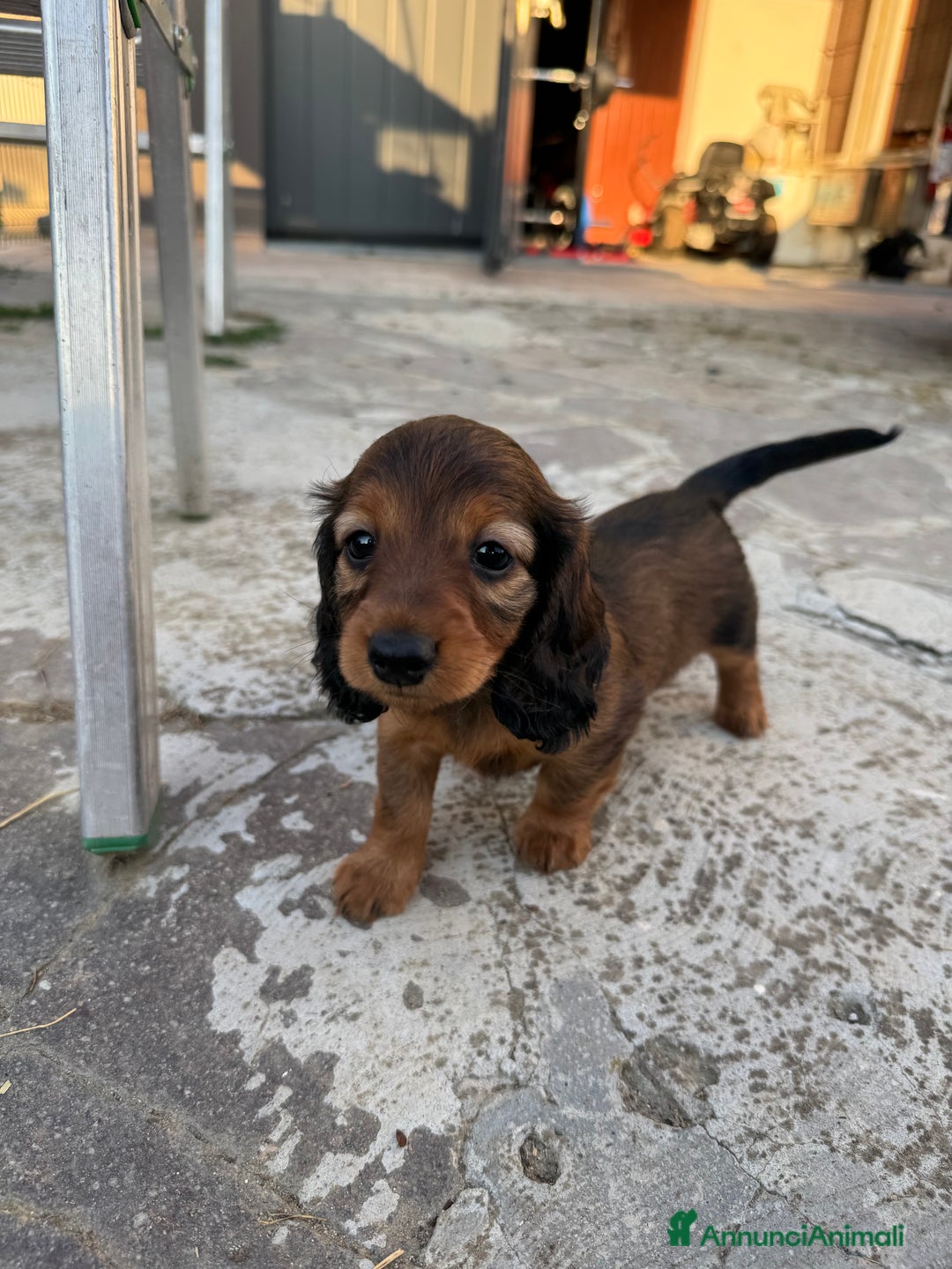 Bassotto cani in vendita: cuccioli di bassotto tedesco pelo lungo a Provincia di Modena - Immagine 12