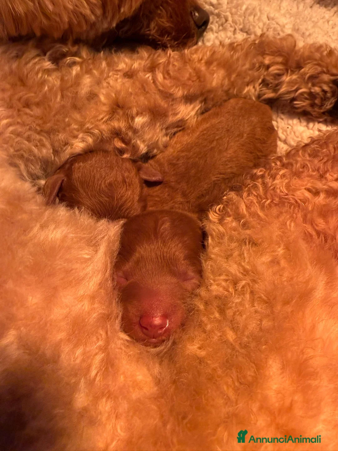 Barboncino Toy cani in vendita: Barboncino Toy/Mini toy - Annuncio 7