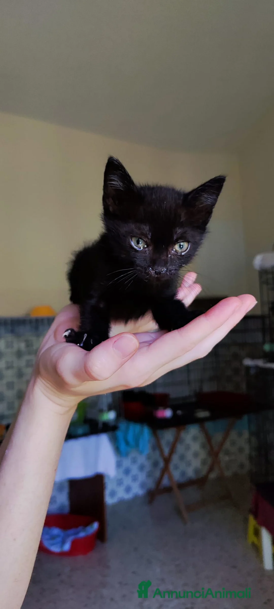 Meticcio gatti in regalo: Jiji dolcissimo gattino - Annuncio 2