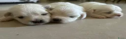 Maltese cani in vendita: Vendo maltesi - Annuncio 11