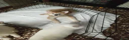 Akita Inu cani in vendita: Cuccioli Akita inu - Annuncio 7