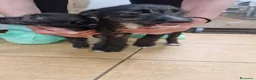 Meticcio cani in regalo: Camilla e Tommaso Yorkshire/Pinscher Mix in Canile - Annuncio 3