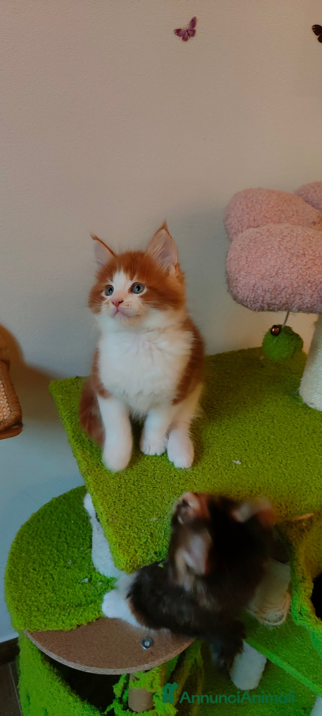 Maine Coon gatti in vendita: piccoli giganti Cattery - Annuncio 15