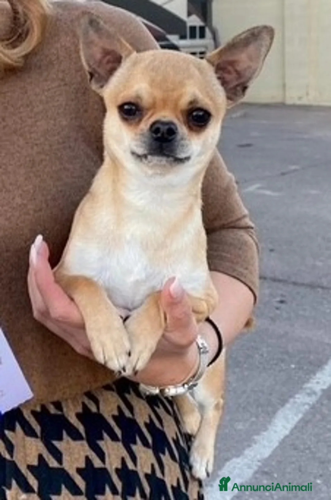 Chihuahua cani in vendita: Chihuahua maschio adulto pelo corto - Annuncio 6