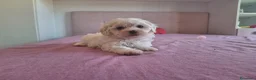 Maltipoo cani in vendita: Dolcissima cucciola di Maltipoo - Annuncio 4