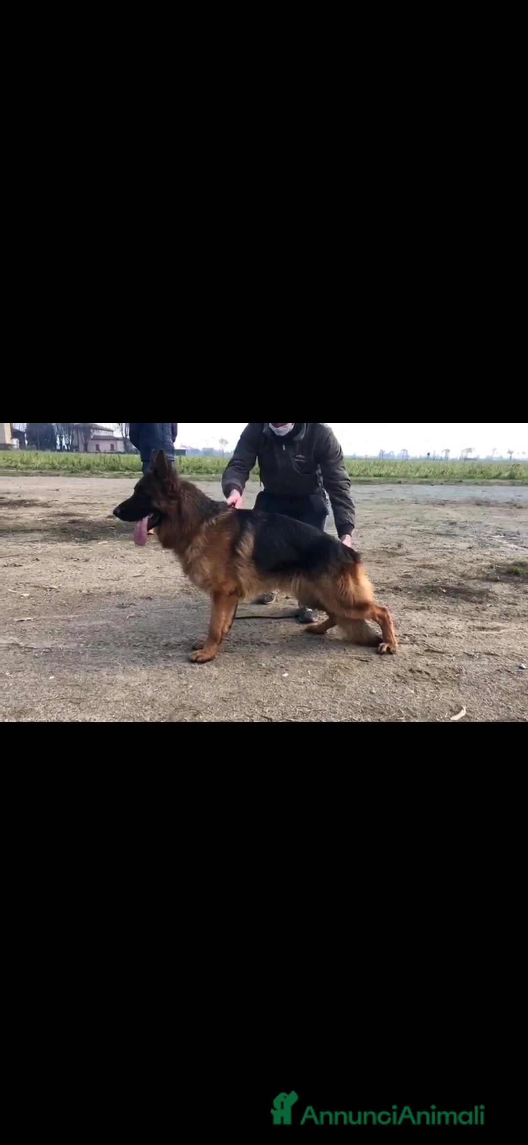 Pastore Tedesco cani in vendita: CUCCIOLI PASTORE TEDESCO a Provincia di Bergamo - Immagine 7