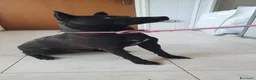 Pinscher Tedesco cani in regalo: Blake, pinscher Tedesco Mix in Canile a Catania - Annuncio 6