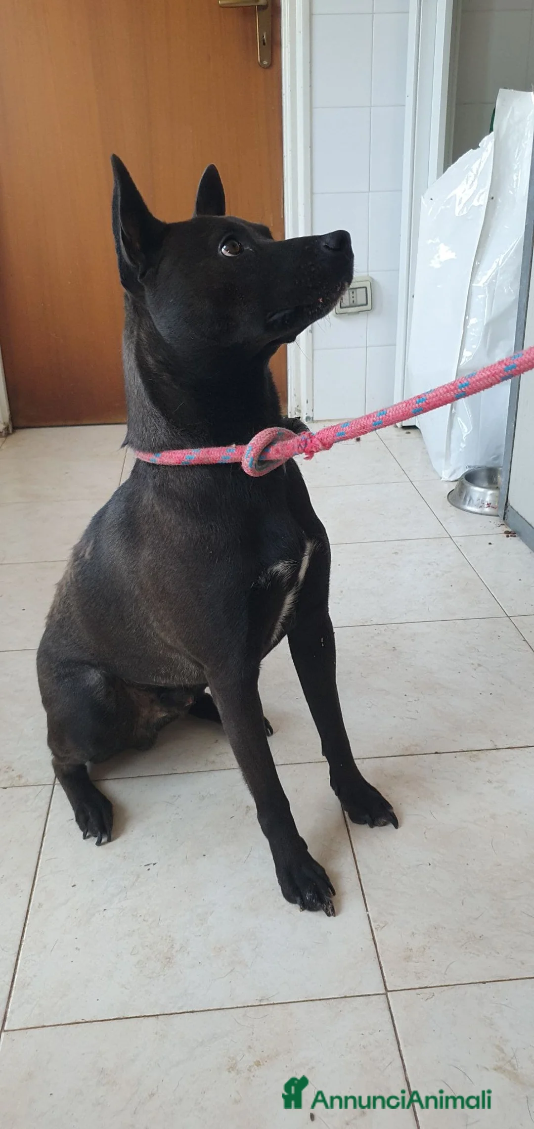Pinscher Tedesco cani in regalo: Blake, pinscher Tedesco Mix in Canile a Catania - Annuncio 6