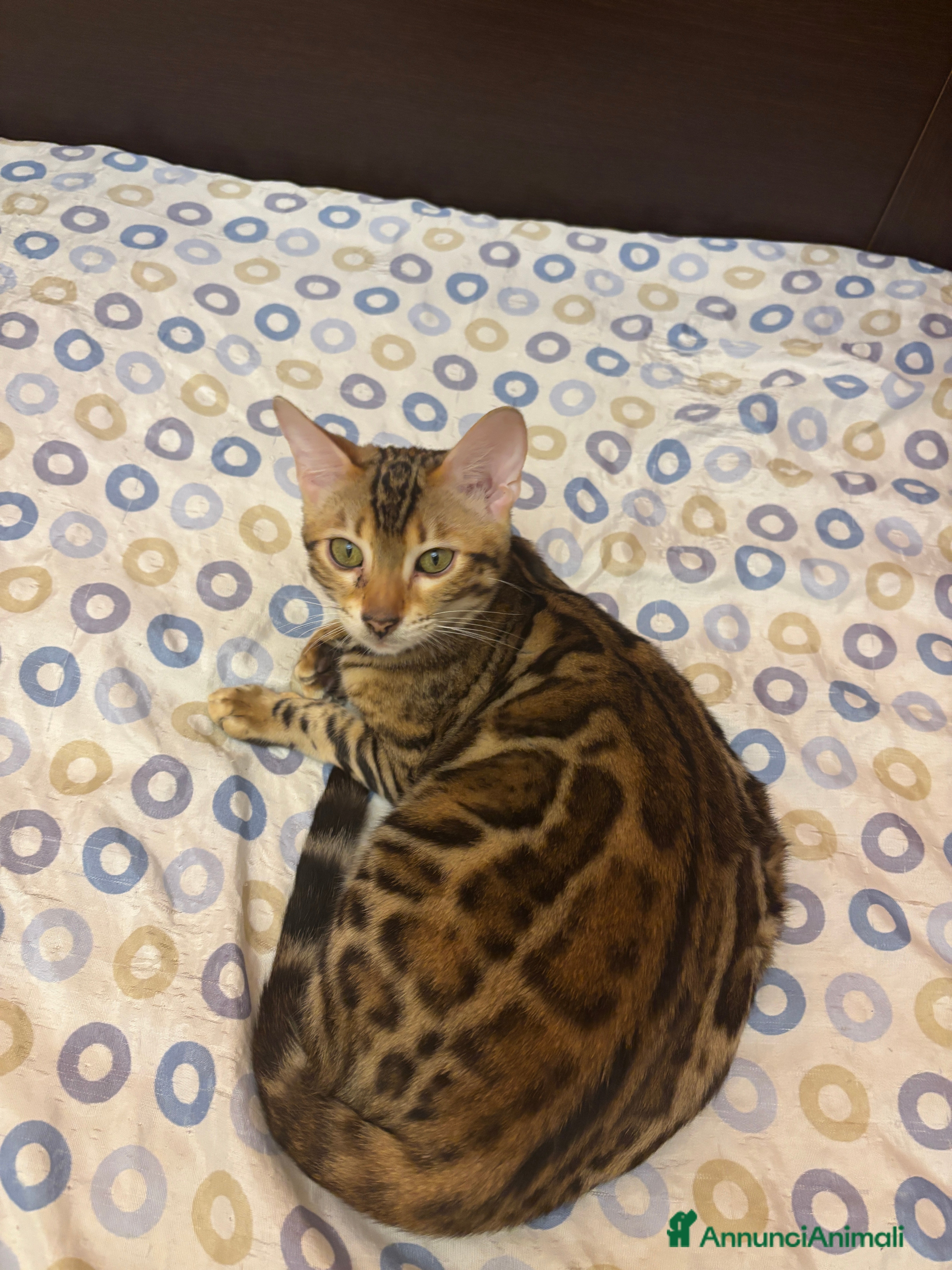 Bengala gatti Gatto bengala - Annuncio 37