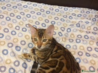 Bengala gatti Gatto bengala - Annuncio 9