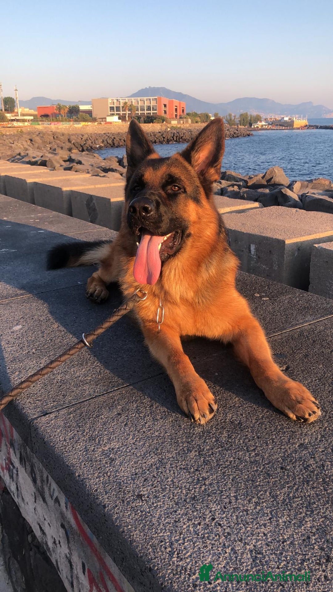 Pastore Tedesco cani per accoppiamento: Pastore tedesco per monte  - Annuncio 3