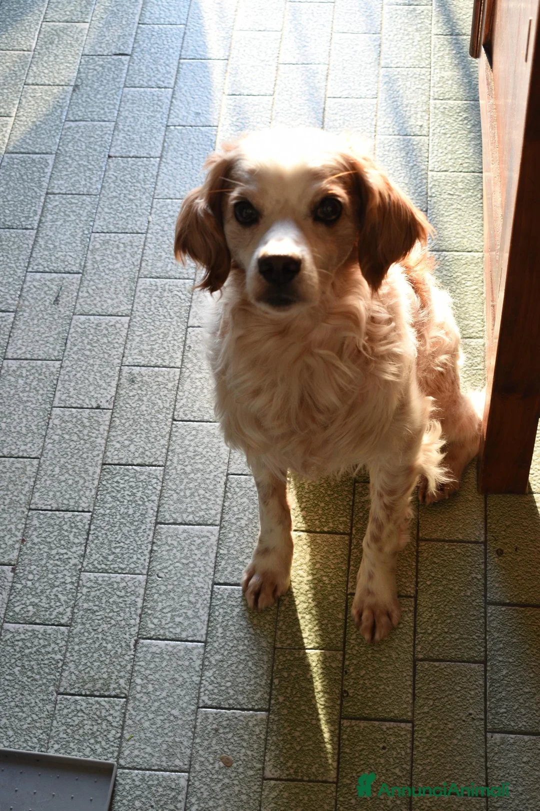 Breton cani in regalo: Otis - Bretone in adozione a Provincia di Rimini - Annuncio 2