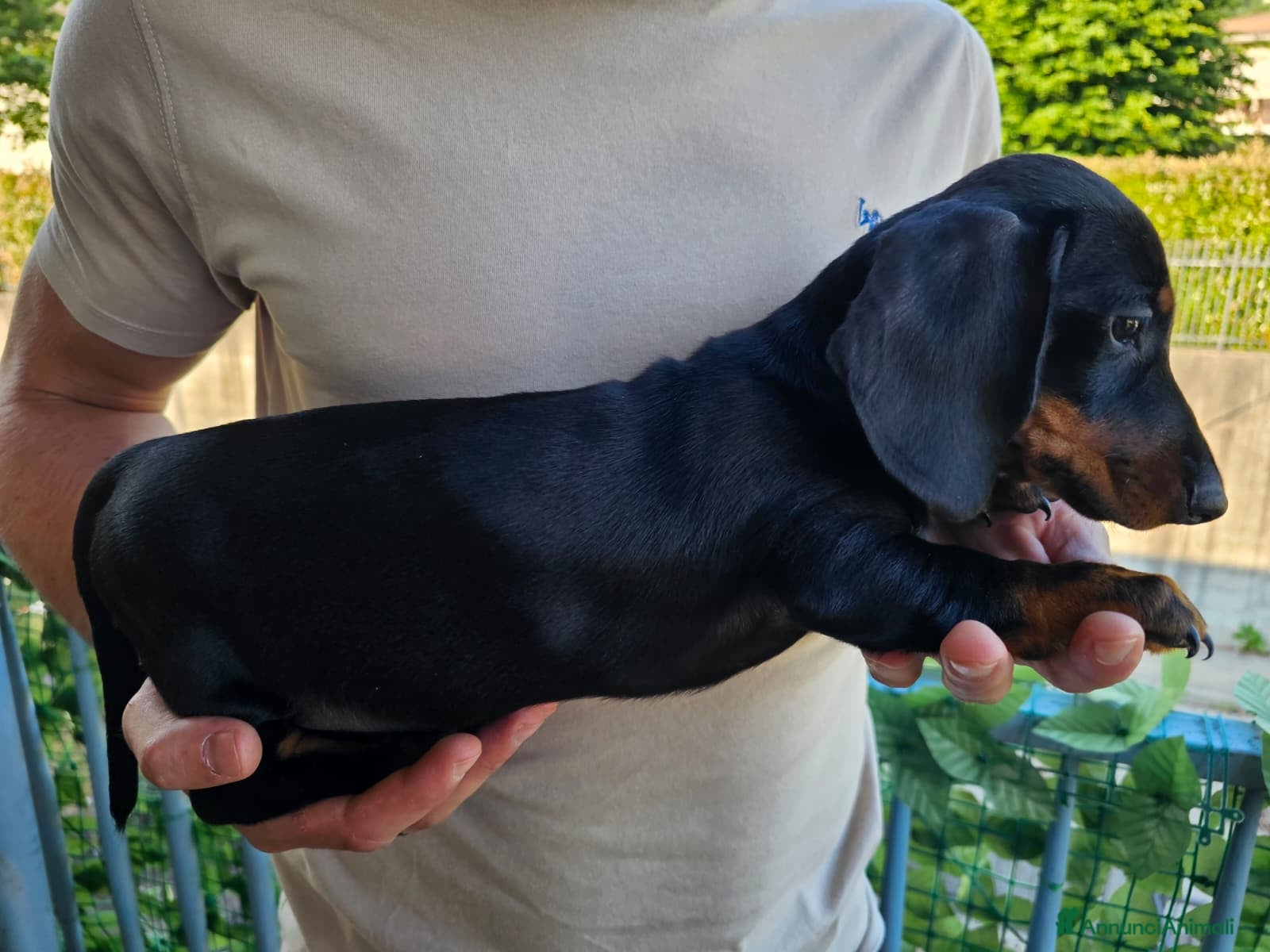 Bassotto cani in vendita: Bassotti nani - Annuncio 2