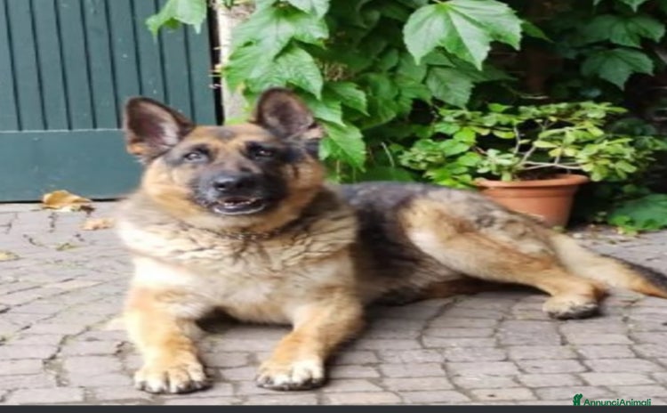 Pastore Tedesco cani Pastore Tedesco 1vita a catena mangiava minestrina - Annuncio 5