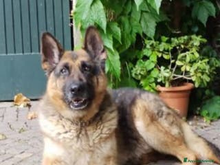 Pastore Tedesco cani Pastore Tedesco 1vita a catena mangiava minestrina - Annuncio 10