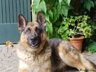 Pastore Tedesco cani Pastore Tedesco 1vita a catena mangiava minestrina - Annuncio 15