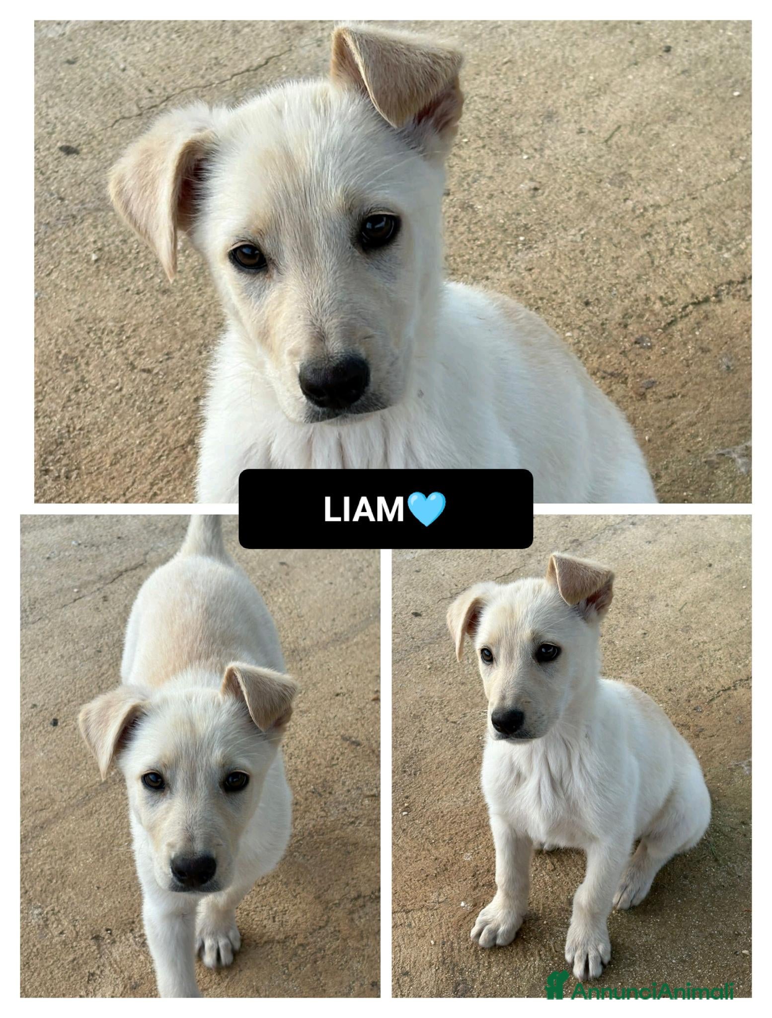 Altre razze cani liam  - Annuncio 2