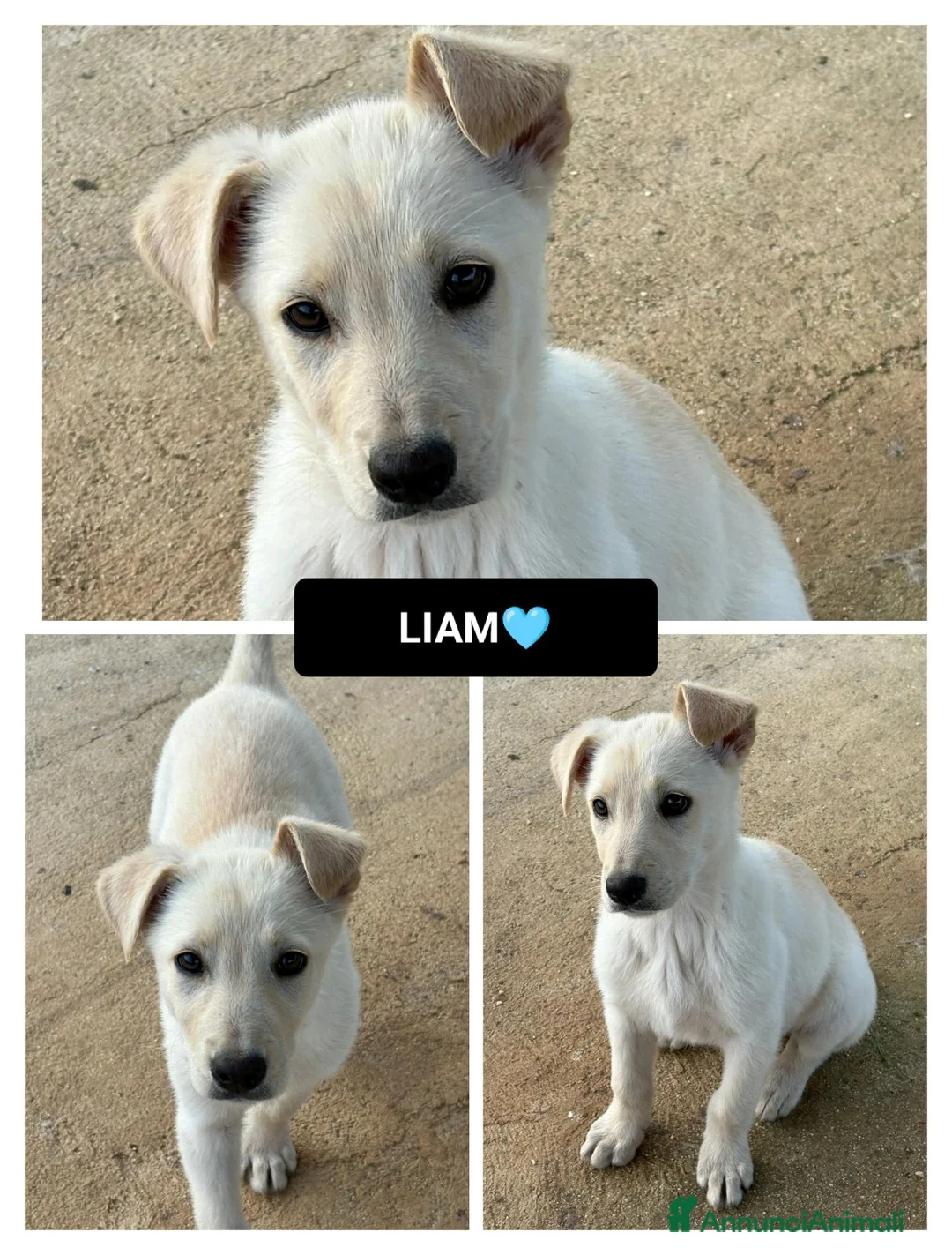 Altre razze cani in regalo: liam  - Annuncio 1