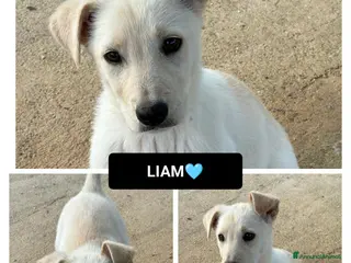 Altre razze cani liam - Annuncio 2