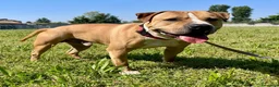 Meticcio cani in regalo: PABLO CERCA CASA - Annuncio 7