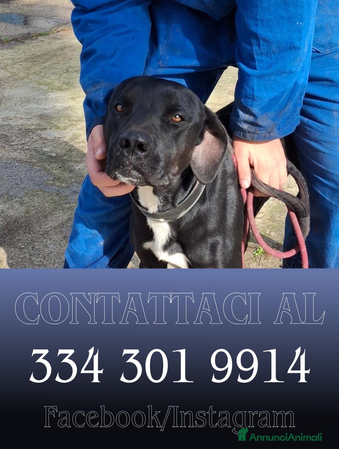 Meticcio cani in regalo: BENNY 💙 - cuore d’oro, nessuno chiama per lui 😢 - Annuncio 2