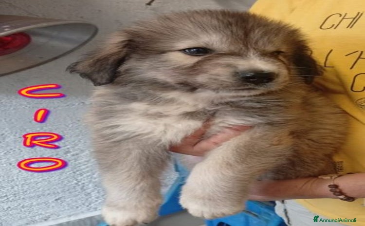 Pastore del Caucaso cani a Provincia di Lucca - Annuncio 1