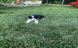 Border Collie cani in vendita: Border collie  a Provincia di Foggia - Immagine 2