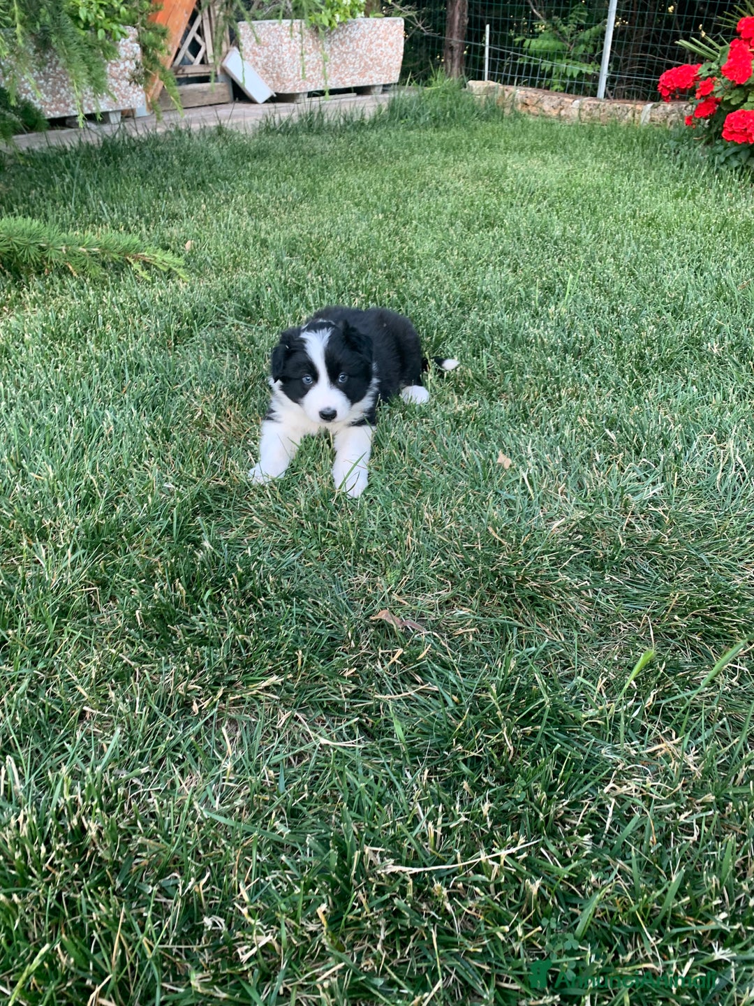 Border Collie cani in vendita: Border collie  a Provincia di Foggia - Immagine 2