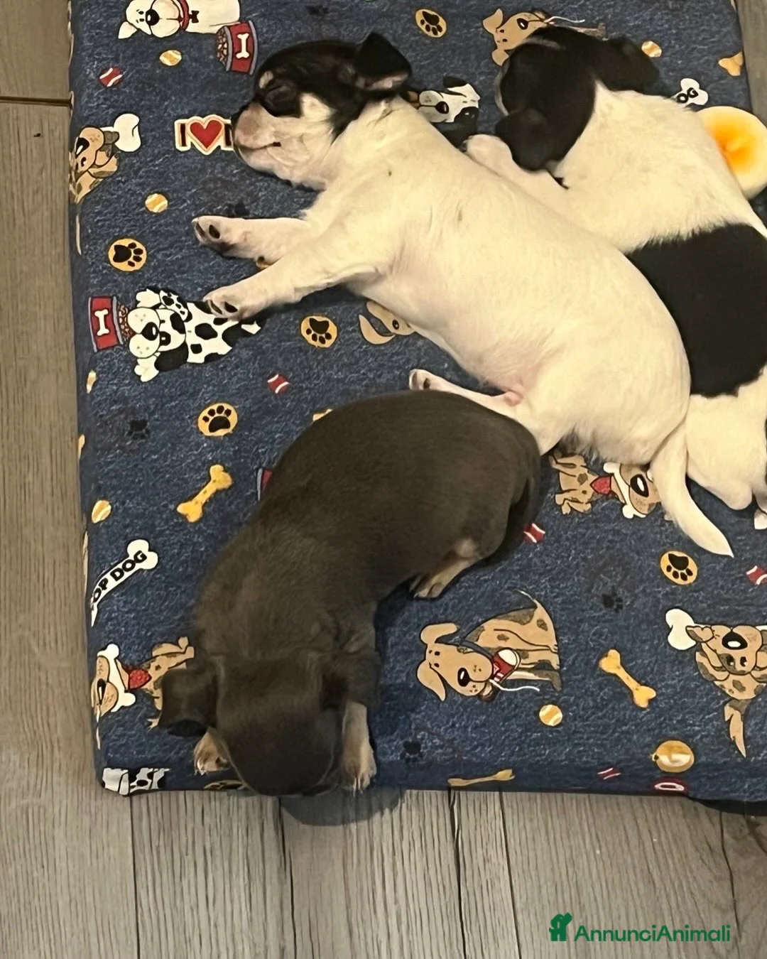 Chihuahua cani in vendita: Zampe felice🐾🐾🐾 - Annuncio 3