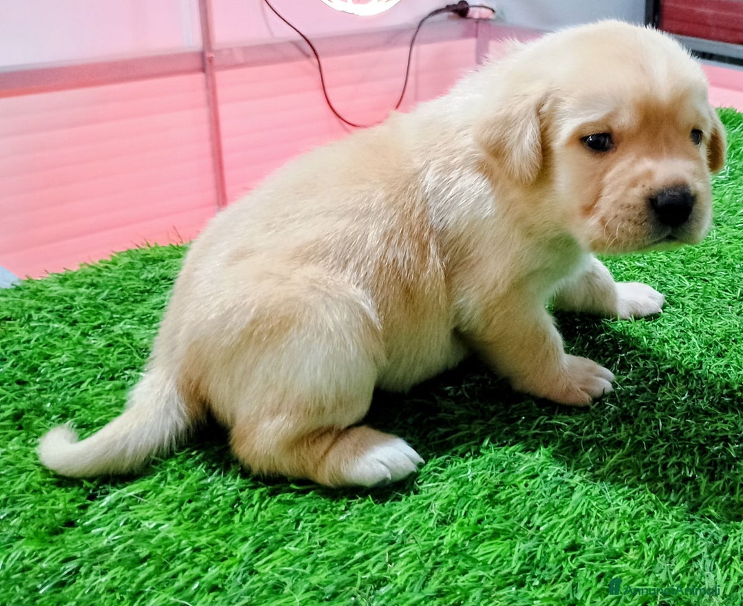 Labrador cani in vendita: Cuccioli Labrador Retriever gialli con pedigree  - Annuncio 6
