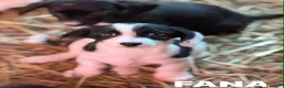 Meticcio cani in regalo: 8 super CUCCIOLI tg PICCOLA cercano amore! - Annuncio 9