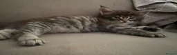Maine Coon gatti in vendita: Maine Coon  - Annuncio 5