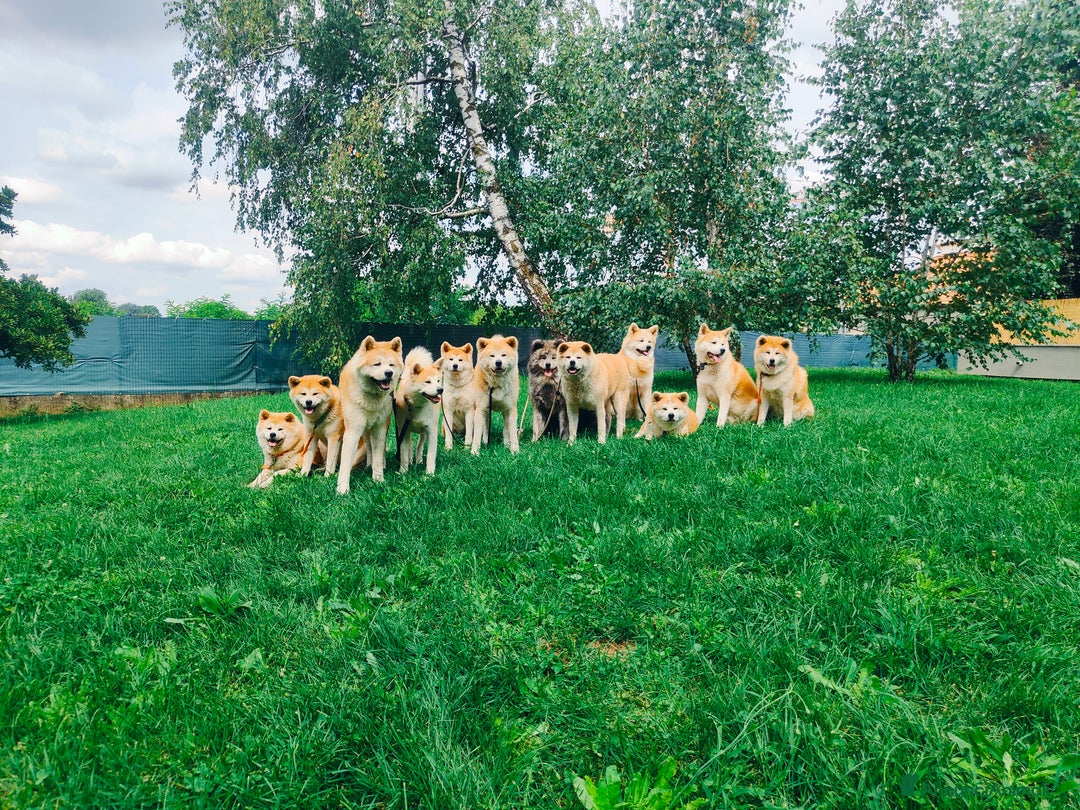 Immagine della galleria {{count}}