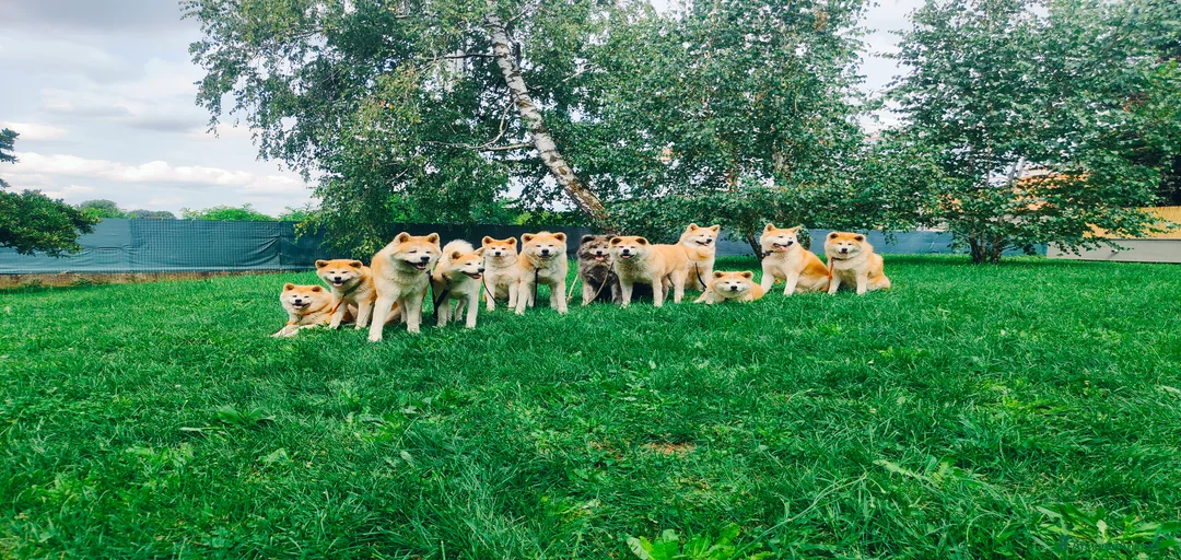 Immagine della galleria {{count}}