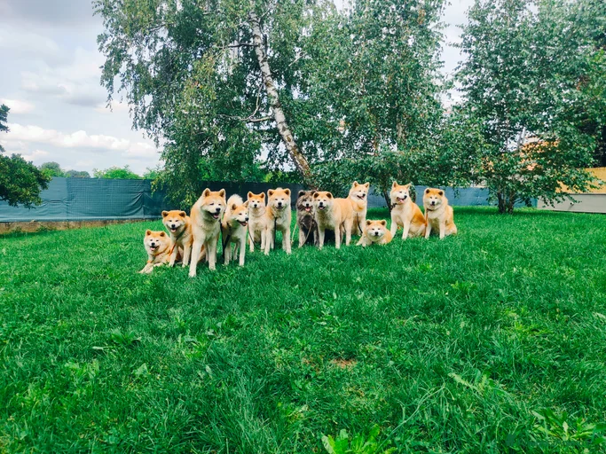 Immagine della galleria {{count}}