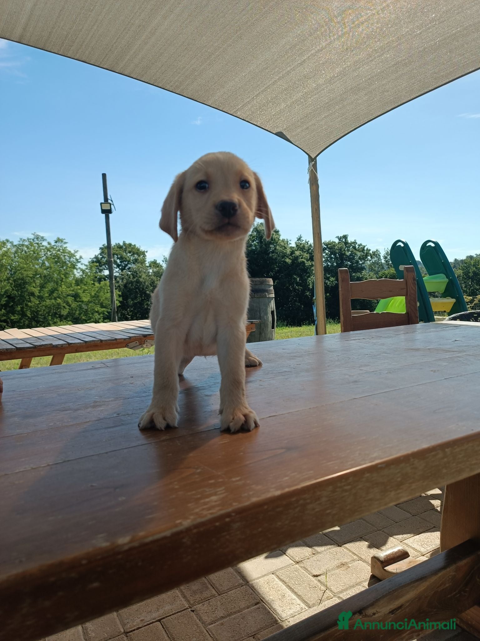 Altre razze gatti Cuccioli Labrador Retriver - Annuncio 1