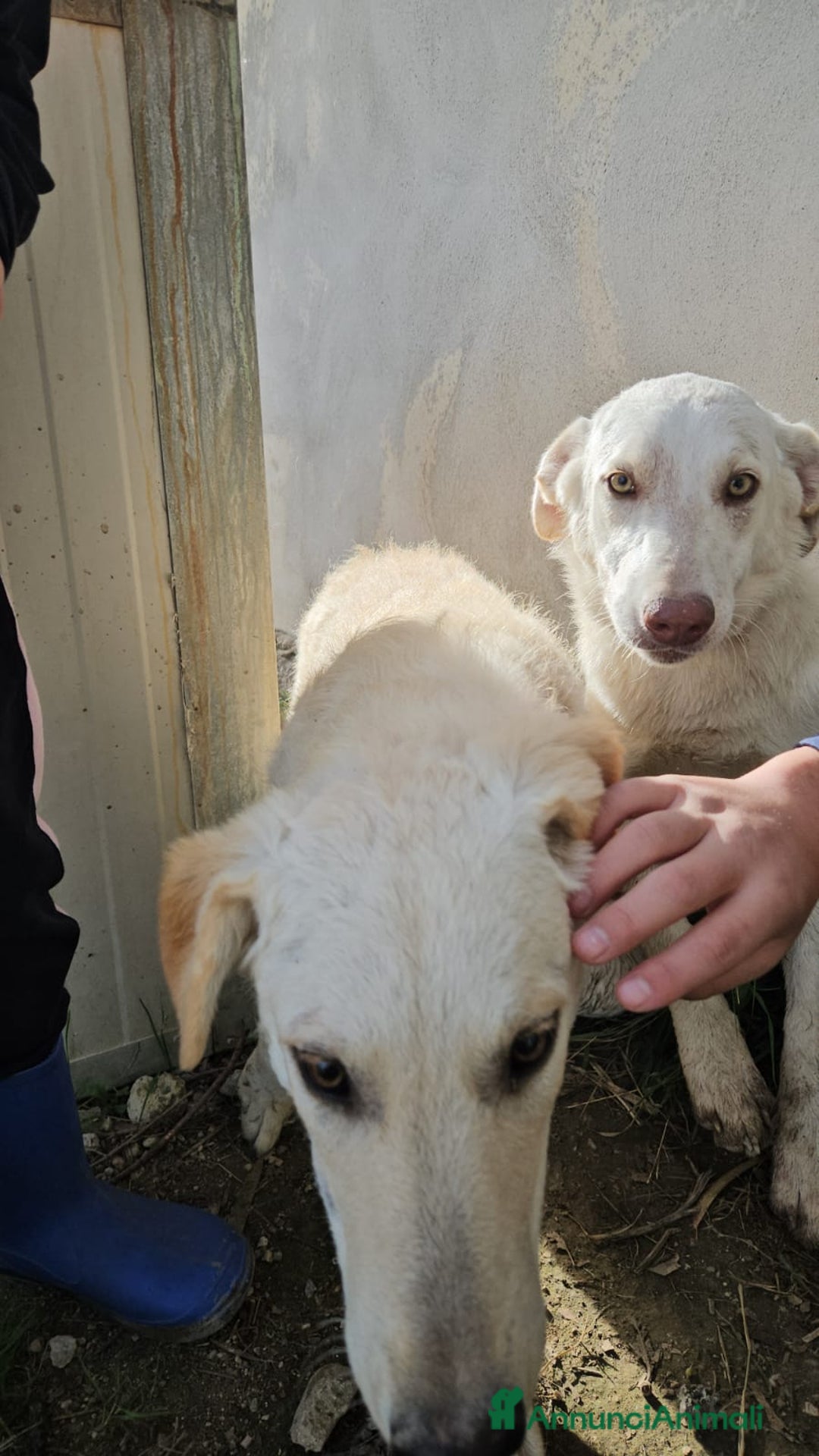 Meticcio cani in regalo: Chiara: 1 anno, socievole ed equilibrata - Annuncio 9