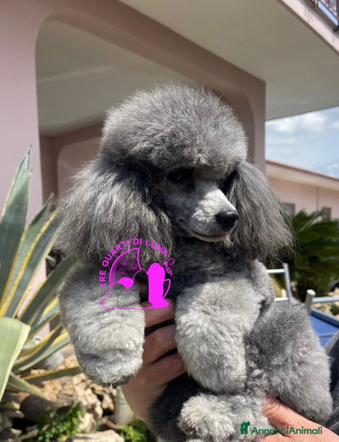 Barboncino Toy cani in vendita: Barboncino TREQUARTIDILUNA  - Annuncio 5