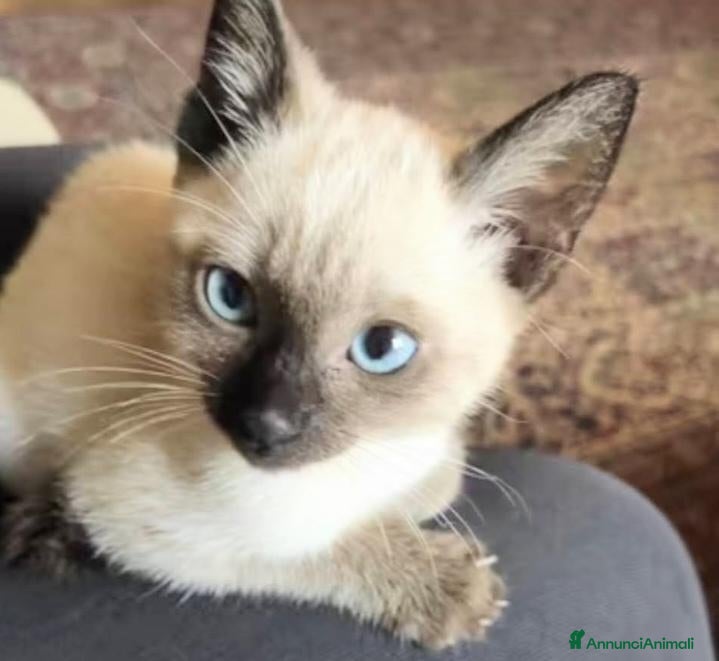 Siamese gatti Gattini siamesi Thai  - Annuncio 2
