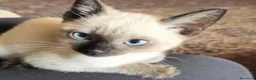 Siamese gatti in vendita: Gattini siamesi Thai  - Annuncio 1
