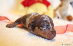 Bassotto cani in vendita: Cuccioli di bassotto kaninken e nano Enci  a Città metropolitana di Roma Capitale - Immagine 11