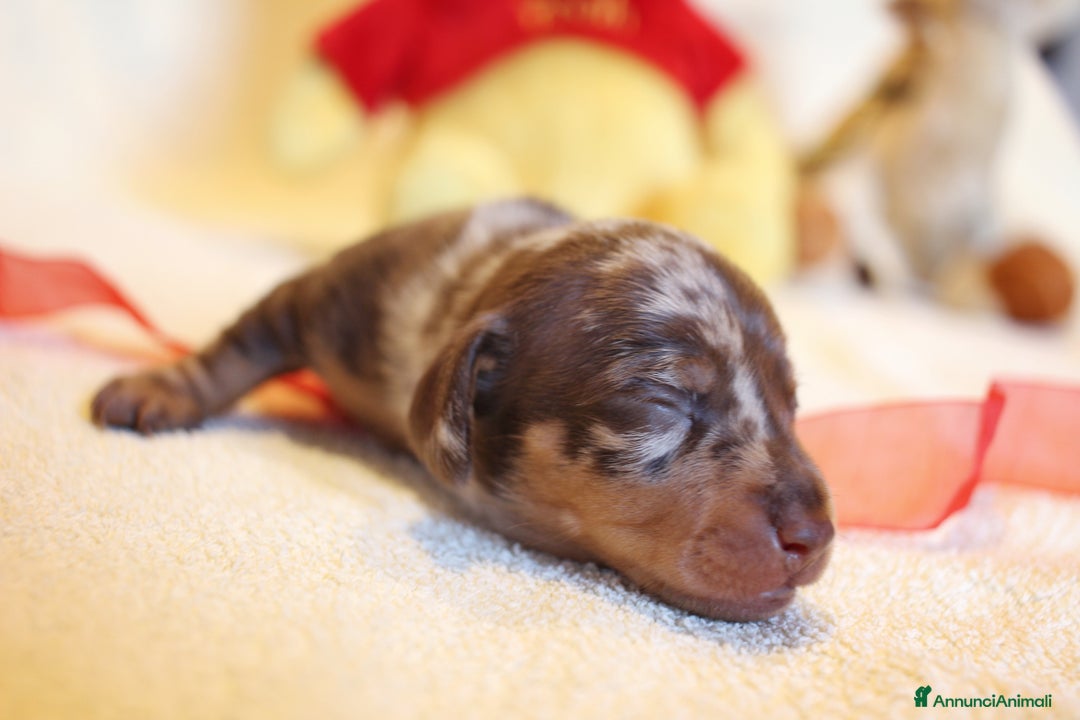 Bassotto cani in vendita: Cuccioli di bassotto kaninken e nano Enci  a Città metropolitana di Roma Capitale - Immagine 11